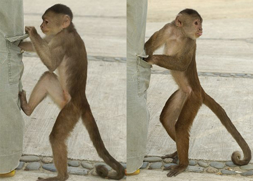 monkey